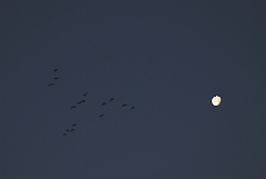 David Plant Photography - Wildlife Photographer - Pink-footed geese at dawn - M
